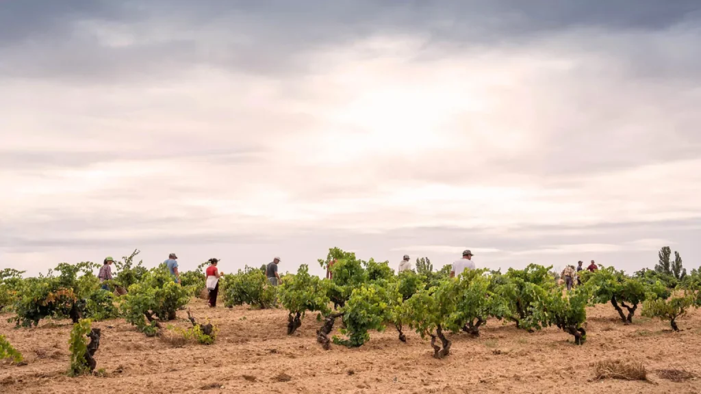 Tierras y fincas de Bodega Figuero